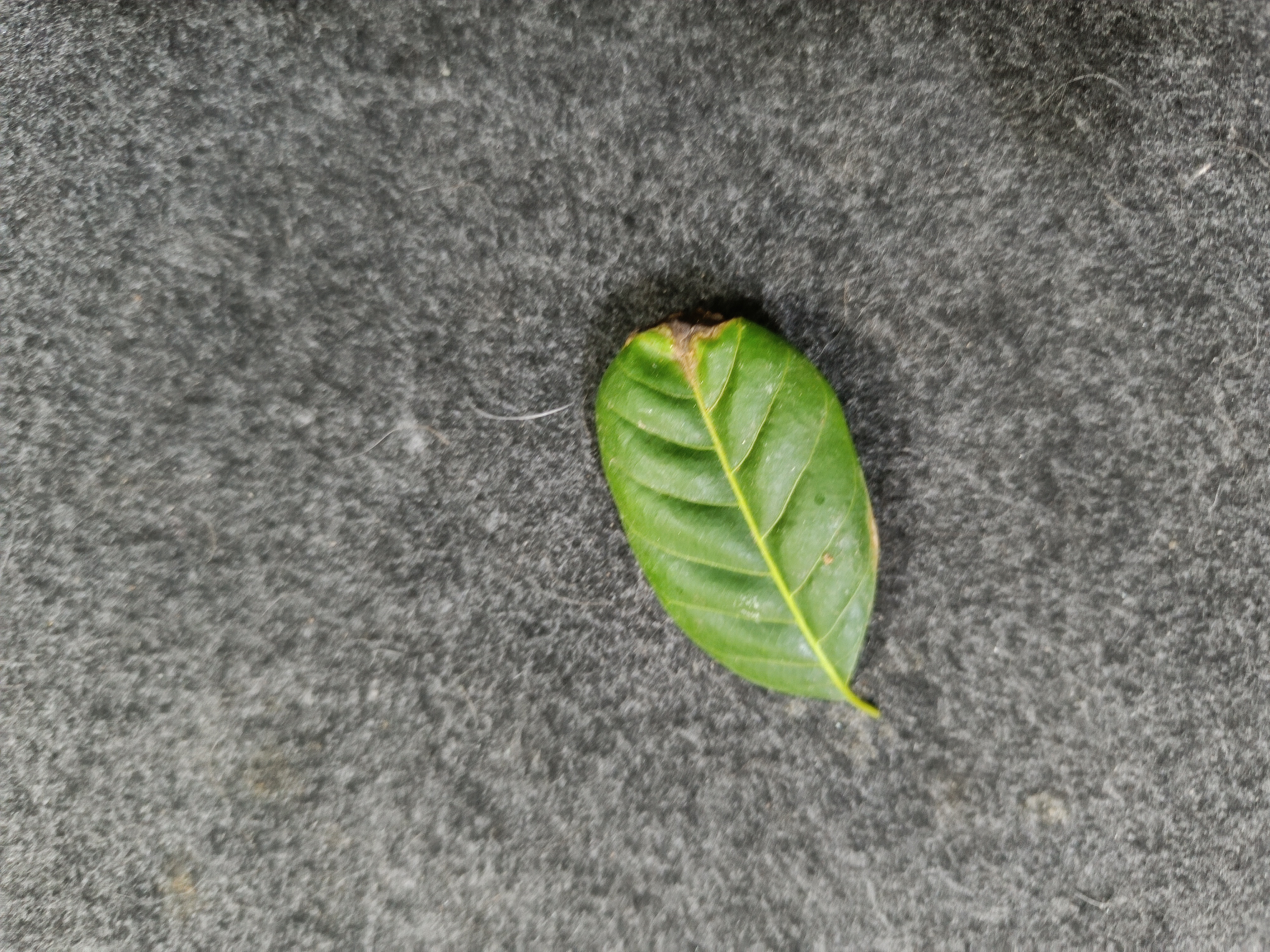 leaf defect Instance Segmentation Model (v14, 280- 45 epochs) by RoboFlowAI