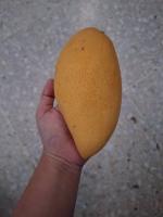 Find Ripe Mangos 2 project thumbnail