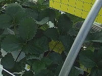 strawberry project thumbnail