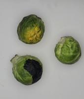 Diseased brussel sprouts  project thumbnail