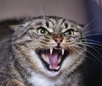 Cat_detect project thumbnail