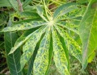 Cassava_diseases_detection project thumbnail