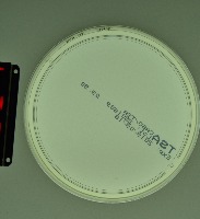 Microbial Colonies project thumbnail