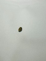 Coffe bean Dataset project thumbnail