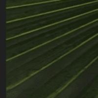 palm leafe disease project thumbnail
