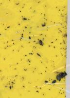 White-fly Project project thumbnail
