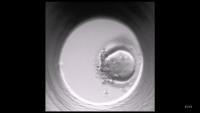 embryo-project-bounding-2025 project thumbnail