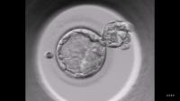 embryo-seg project thumbnail