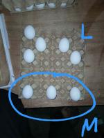 Medium Egg Detection project thumbnail