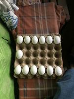 Egg Detection project thumbnail