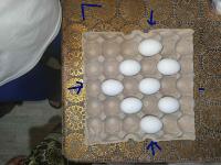 Egg Detection project thumbnail