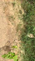 weed detection dataset project thumbnail