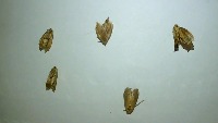 GreaterWaxMoth project thumbnail