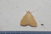 Moth Orig project thumbnail
