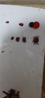 Pest_detection project thumbnail