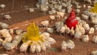 Poultry project thumbnail