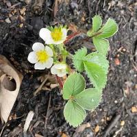 strawberry flower project thumbnail