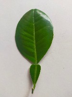 Medicinal Leaves project thumbnail