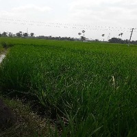 weed-no_paddy project thumbnail