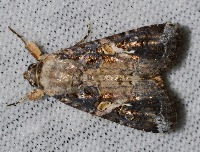 Fall Armyworm project thumbnail