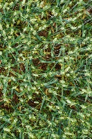 wheat dataset of ears project thumbnail