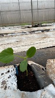 Cucumis melo project thumbnail