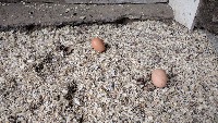Egg-detection model project thumbnail