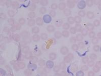 Microscopy Image_GFS project thumbnail