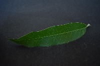 mango leaf project thumbnail