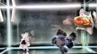 Find fish project thumbnail