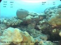 object-detection-corals project thumbnail