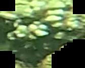 bleaching detection project thumbnail
