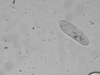 Paramecium project thumbnail