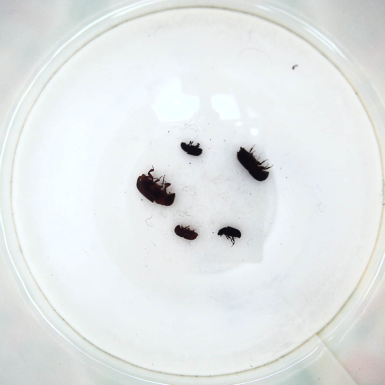 Pest Object Detection Dataset by PESTYOLO