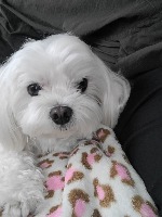 DOG project thumbnail