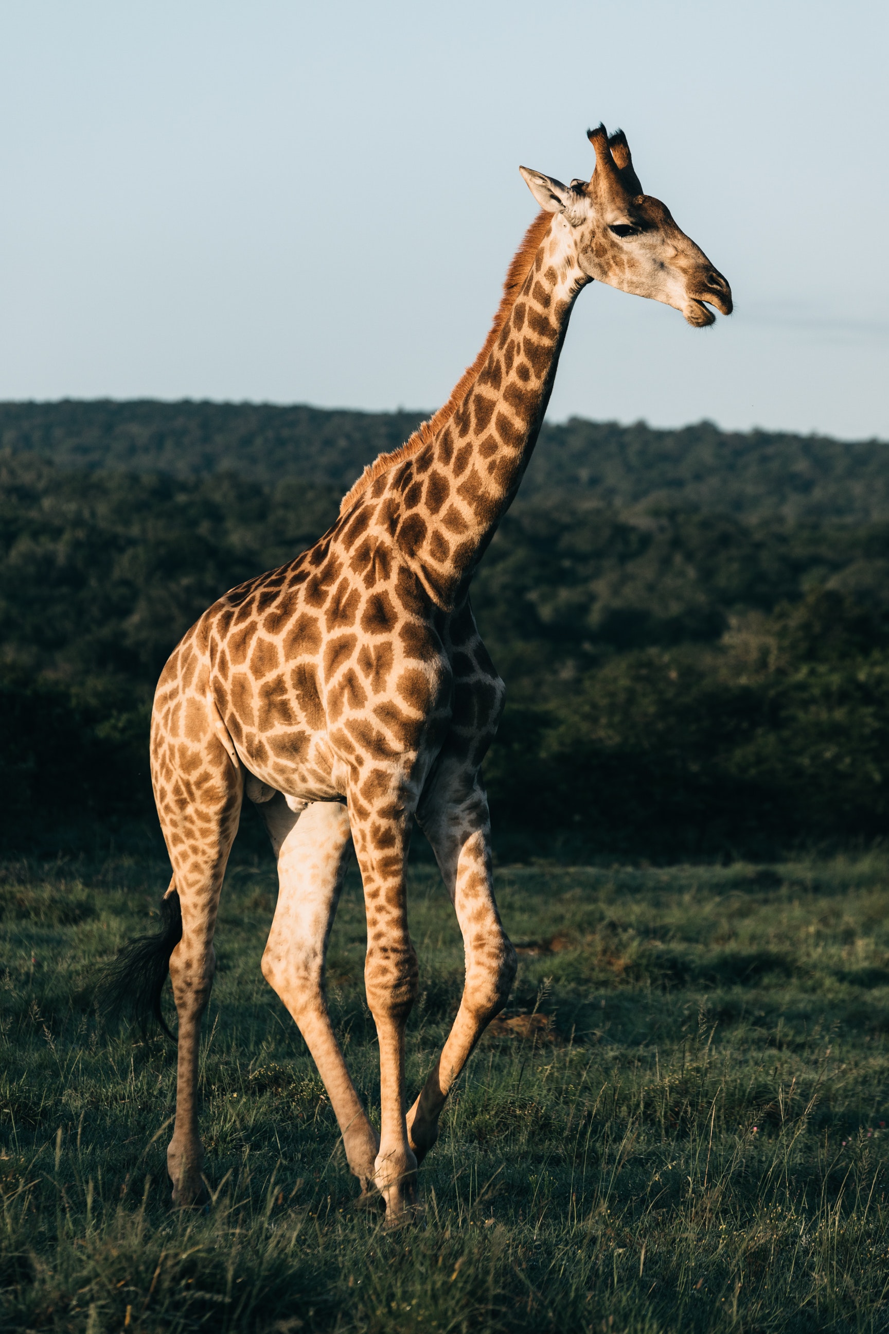 animalss Object Detection Dataset and Pre-Trained Model by Animal yolov5