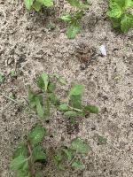 mint and weed project thumbnail