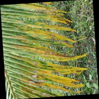 pottasium deficiency project thumbnail
