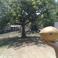 coconut project thumbnail