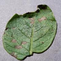 leaf project thumbnail