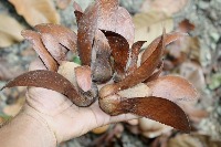 Plant Species project thumbnail
