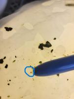 Thrips-Bugs project thumbnail