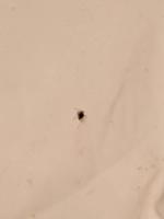 Aphids_Bugs project thumbnail