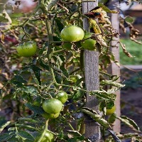 tomatos-detection-counting project thumbnail