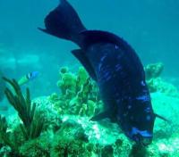 Marine Life project thumbnail