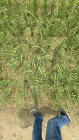 weed identification project thumbnail