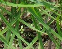 weed identification(paddy field) project thumbnail