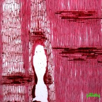 PerforationPlates project thumbnail