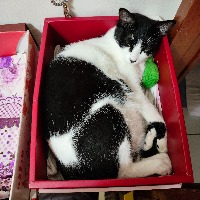 Cat pictures project thumbnail
