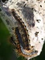 INSECT Object Detection Dataset by AIRR